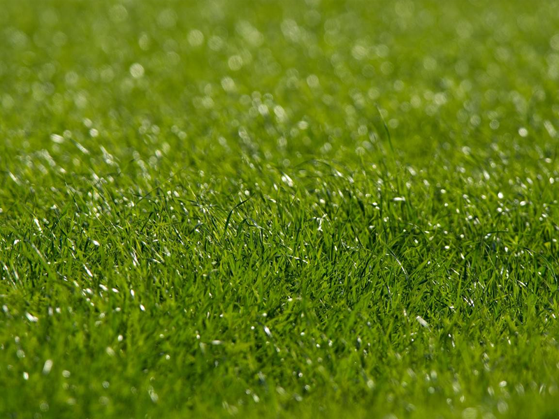 多数人工芝も取り扱っております